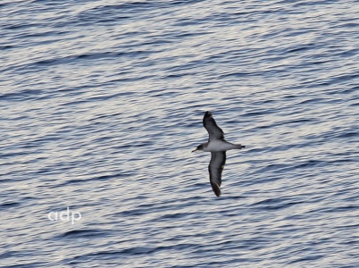 Cory's Shearwater (Calonectris diomedea) Alan Prowse